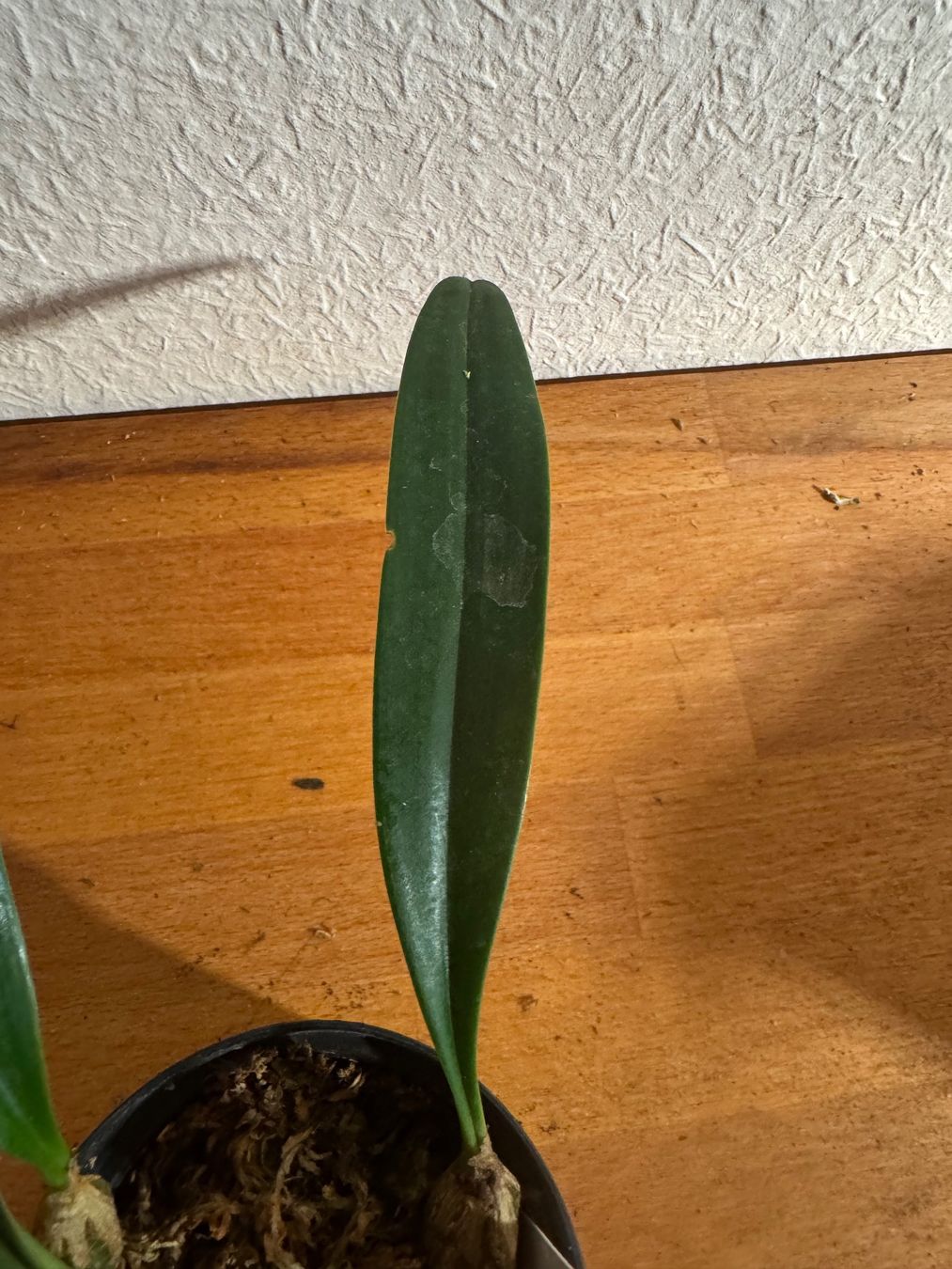 Piante & sementi: Bulbophyllum crassipes – Usato da Männedorf venduto da mrclst 3