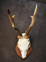 Rehgeweih auf Holzschild, Wanddekoration für Jäger (3)