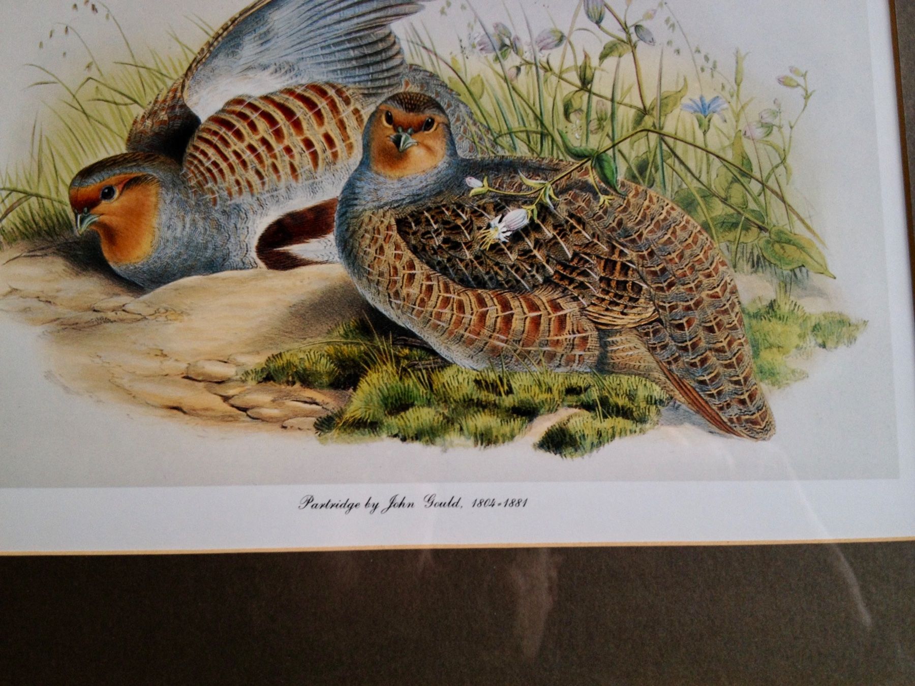 Foto & Immagini: Schönes Bild John Gould – Usato da Erlenbach ZH venduto da Ritschly 4