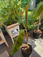 Bananenpflanze (Musa) – kräftige Topfpflanze, ca. 1 m hoch