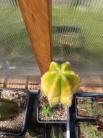 Trichocereus Pachanoi variegata Neon