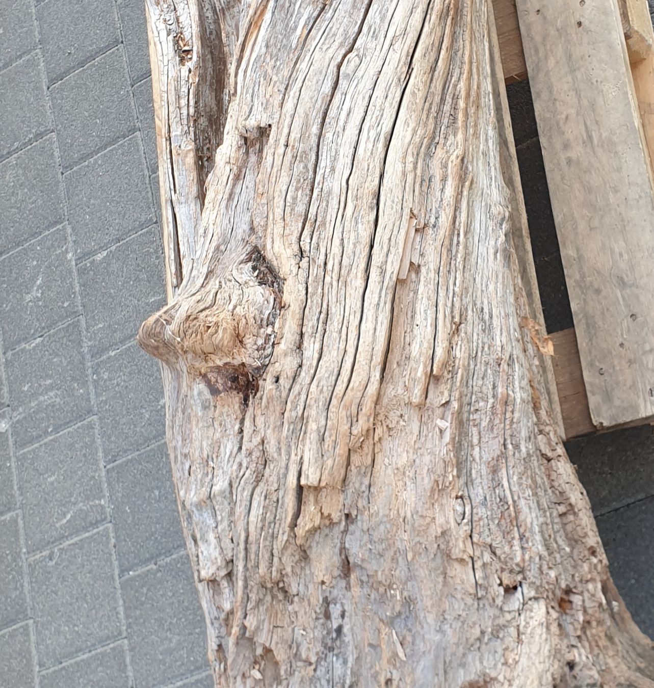 Articoli in legno: Baumstamm Birnbaum – Nuovo (secondo la descrizione) da Embrach venduto da Olympia52 4