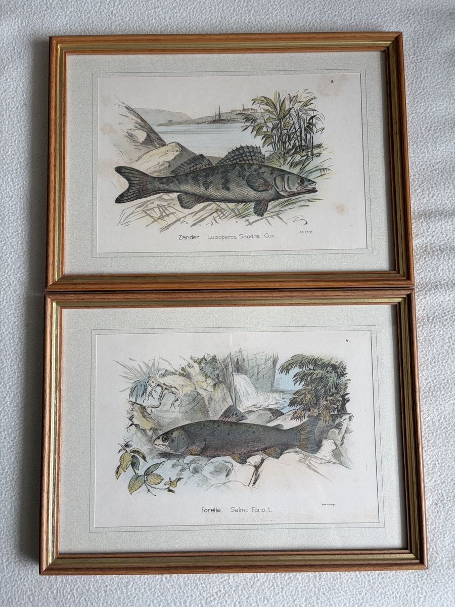 Tableaux: 2 Antique Fish Prints Illustration from Hofer&Burger – D'occasion à Zürich par dor_9l9g