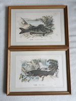 2 Antique Fish Prints Illustration from Hofer&Burger