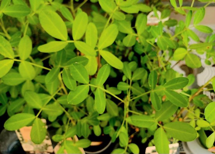 Plantes & graines: Erdnuss - "ARACHIS HYPOGAEA" Pflanze 20-30 cm. Im Topf – Neuf avec emballage d'origine à Rovio par POSITIFFARTandPLANTS 2