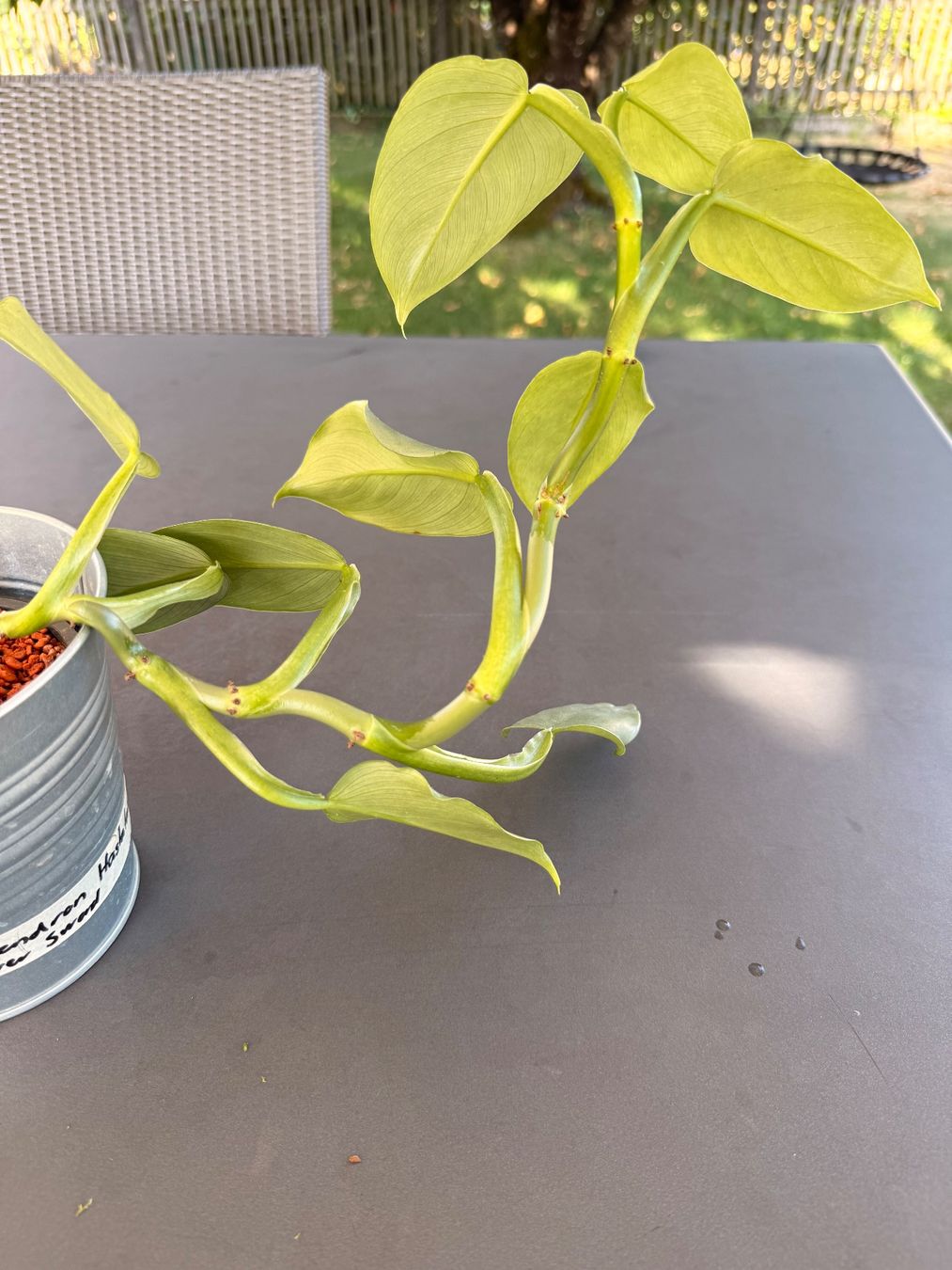 Pflanzen & Samen: Philodendron hastatum 'silver sword' – Gebraucht aus Rafz von jca_98p5 1