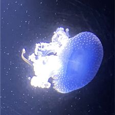 Profile image of angsts