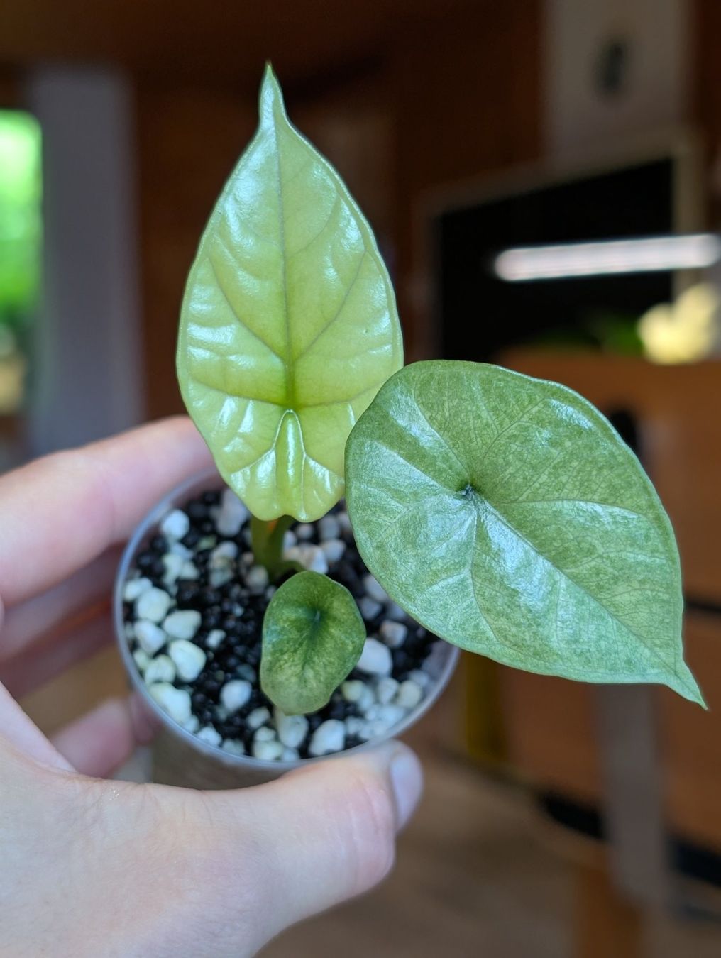 Piante & sementi: Alocasia Sinuata Mint Variegata – Nuovo (secondo la descrizione) da Faulensee venduto da plantmama 3
