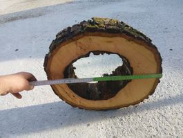 Nussbaum Holzscheibe Nr. 6 Dekoration