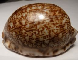 CYPRAEA ARABICA ASIATICA GIBBA,-MUSCHEL,--SELTEN,--56,6 MM