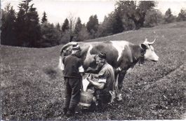 ARMAILLI de la GRUYÈRE, l'heure de la traite