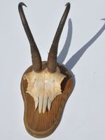 Gamskrickel auf Holz Muregg 1984 16 1/2 jährig