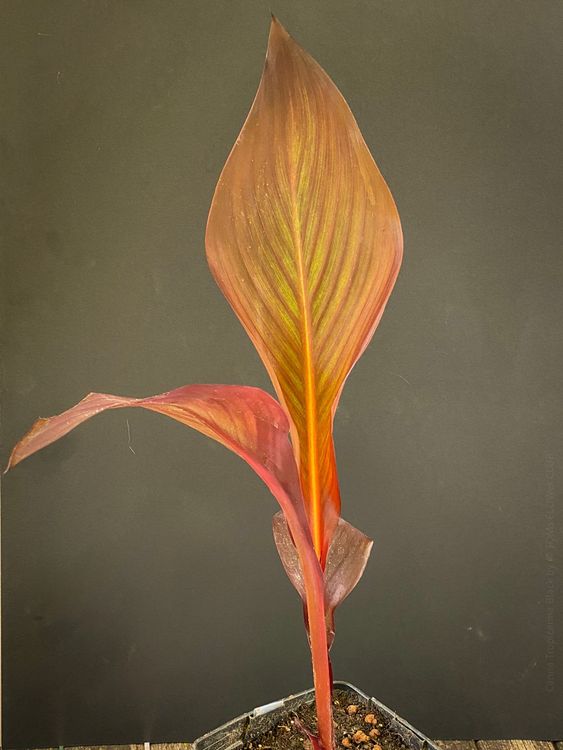 Canna Tropicanna schau' Dir diese wunderschönen Blätter an Kaufen