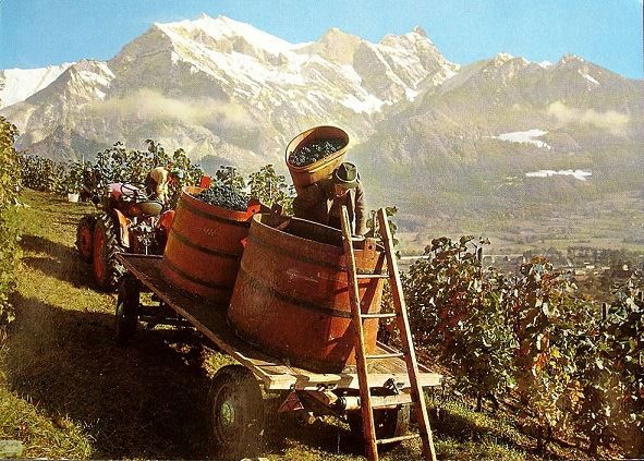 Cartoline postali: MAIENFELD Weinlese am Freudenberg – Usato da Jona venduto da philajona