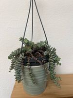 Hanging succulent plant Crassula perforata in pot used