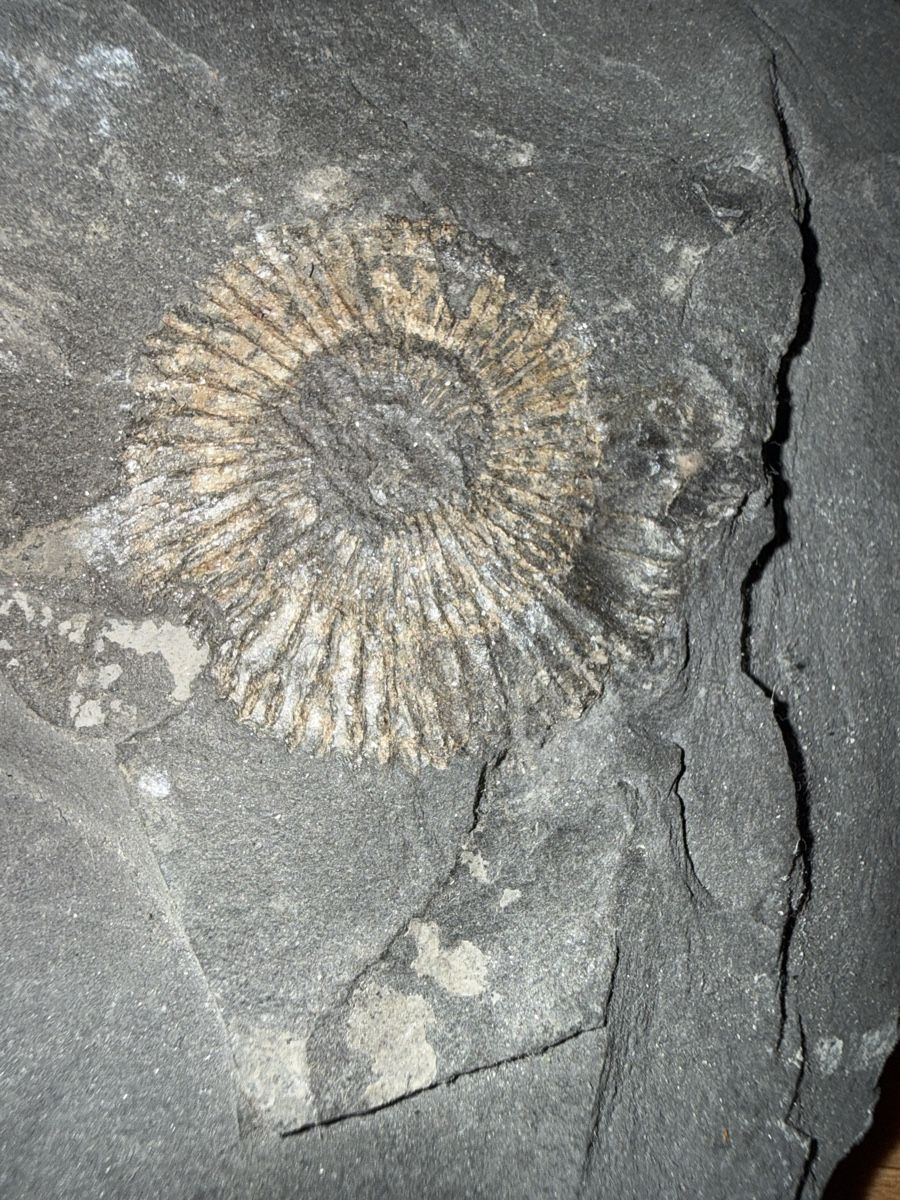 Fossili: Versteinerung pyritisirter Ammonit – Usato da Grenchen venduto da Bastet007 1