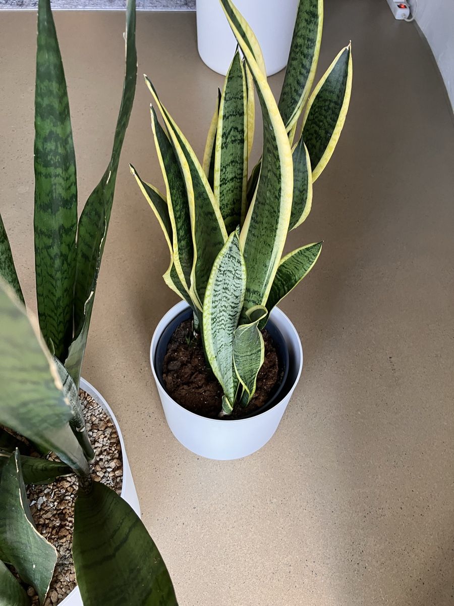 Piante & sementi: Schwiegermutterzunge/Bogenhanf/Sansevieria – Usato da Avenches venduto da ChristinaW0102 1