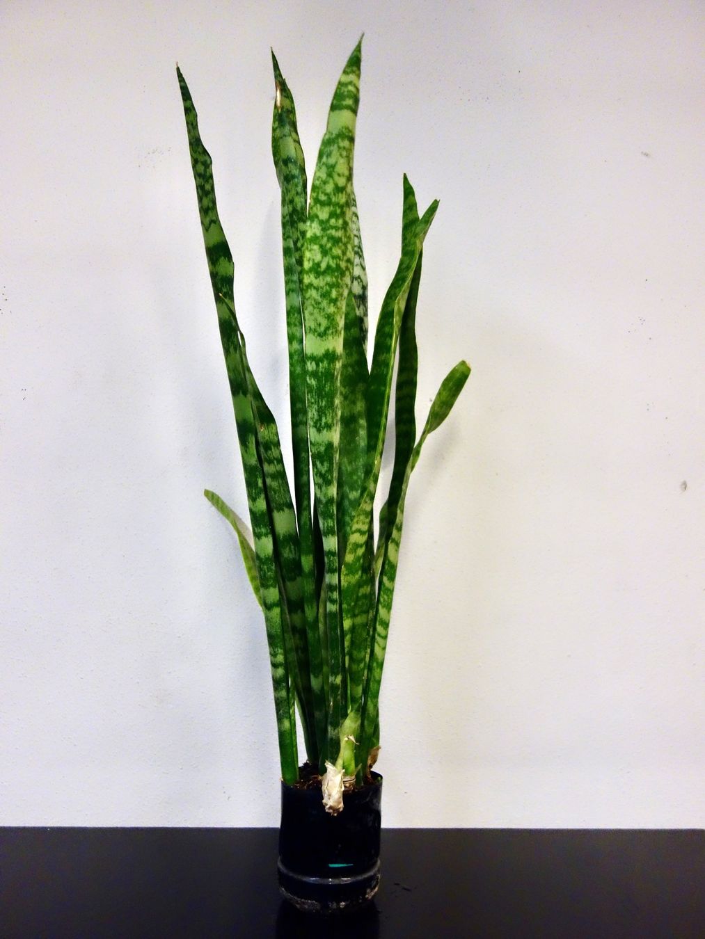 Piante & sementi: Bogenhanf Sansevieria Trifasciata – Nuovo (secondo la descrizione) da Kerzers venduto da zimmergruen 3
