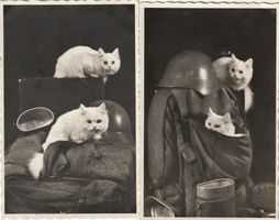 2 AK Katzen