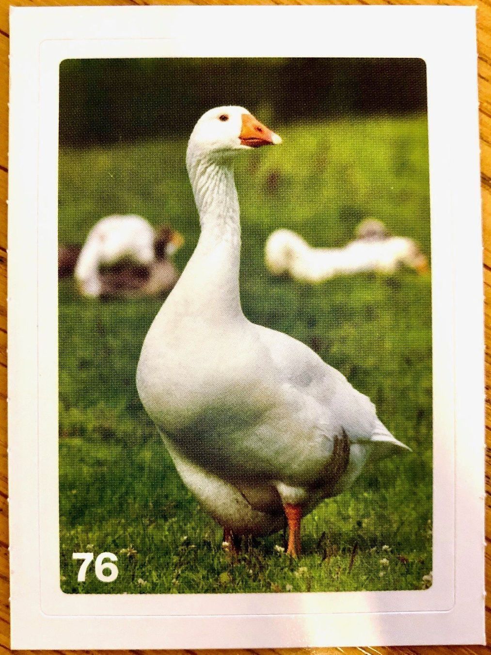 Migros Carte collezionabili: Migros Nature Detectives - Bild Nr. 76 – Nuovo (secondo la descrizione) da Oberrieden venduto da Zimmerberg10