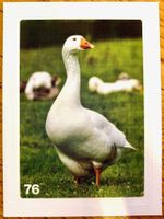 Migros Nature Detectives - Bild Nr. 76
