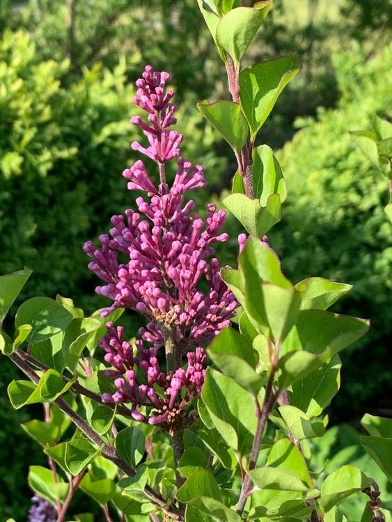Zwergflieder Syringa meyeri 'Palibin' Gartenpflanze 1.15 m Kaufen