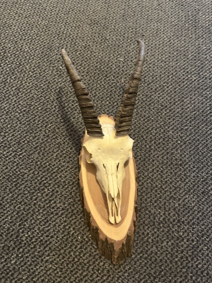 Sonstiges zum Sammeln & Seltenes: Schöne Deko-Trophäe bündner Steinbock und Steingeiss – Gebraucht aus Fideris von holzsackmesser 3