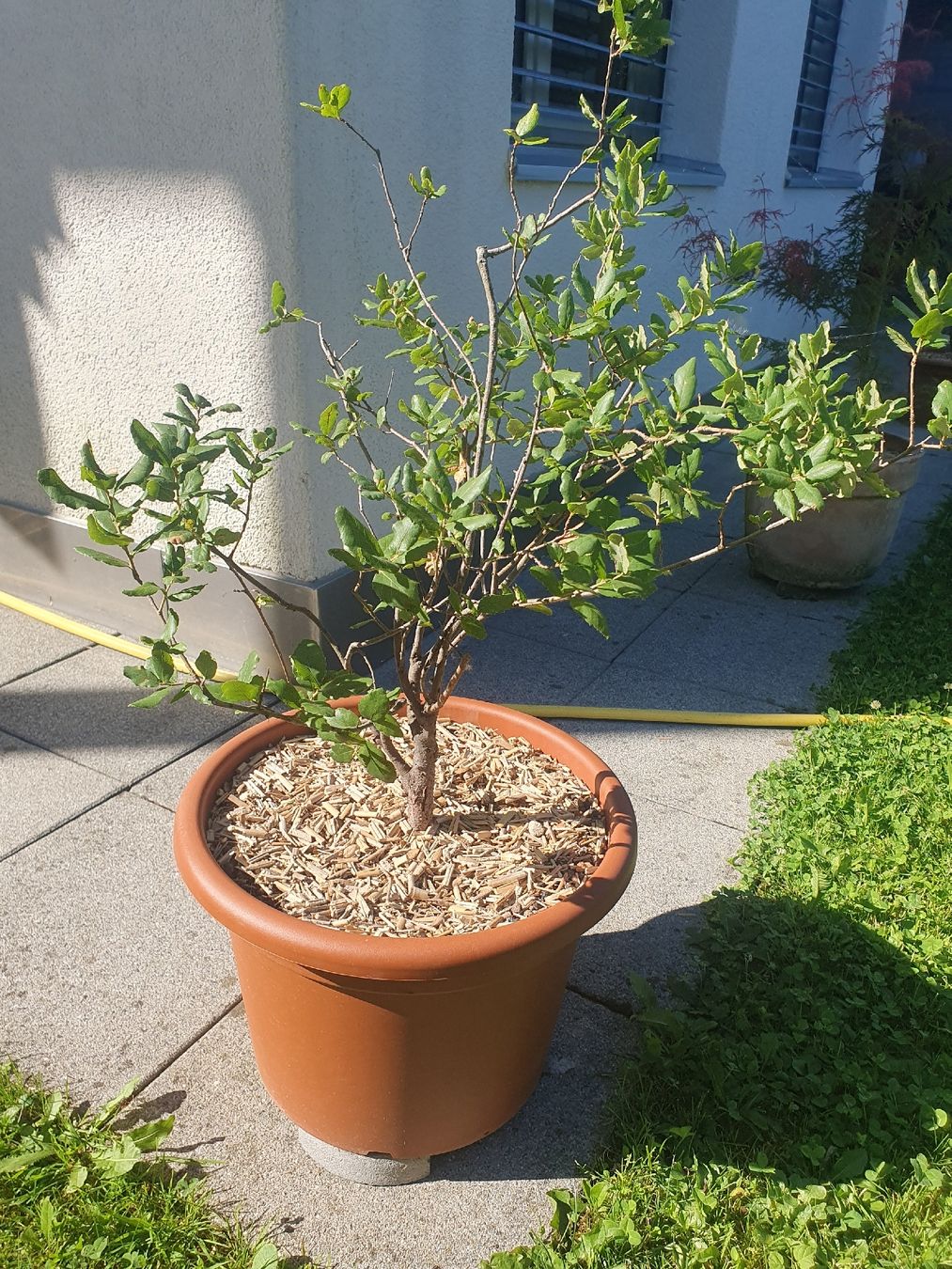 Pflanzen & Samen: Quercus suber, Korkeiche 2 Stück – Gebraucht aus Adligenswil von unterpalmen 1