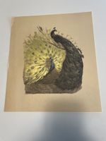 Lithographie von Paul Jouve (1878–1973)