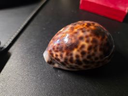 Muschel 8 cm x 5 cm x 4 cm