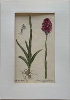 Lithographie um 1800, Botanik, RAR!