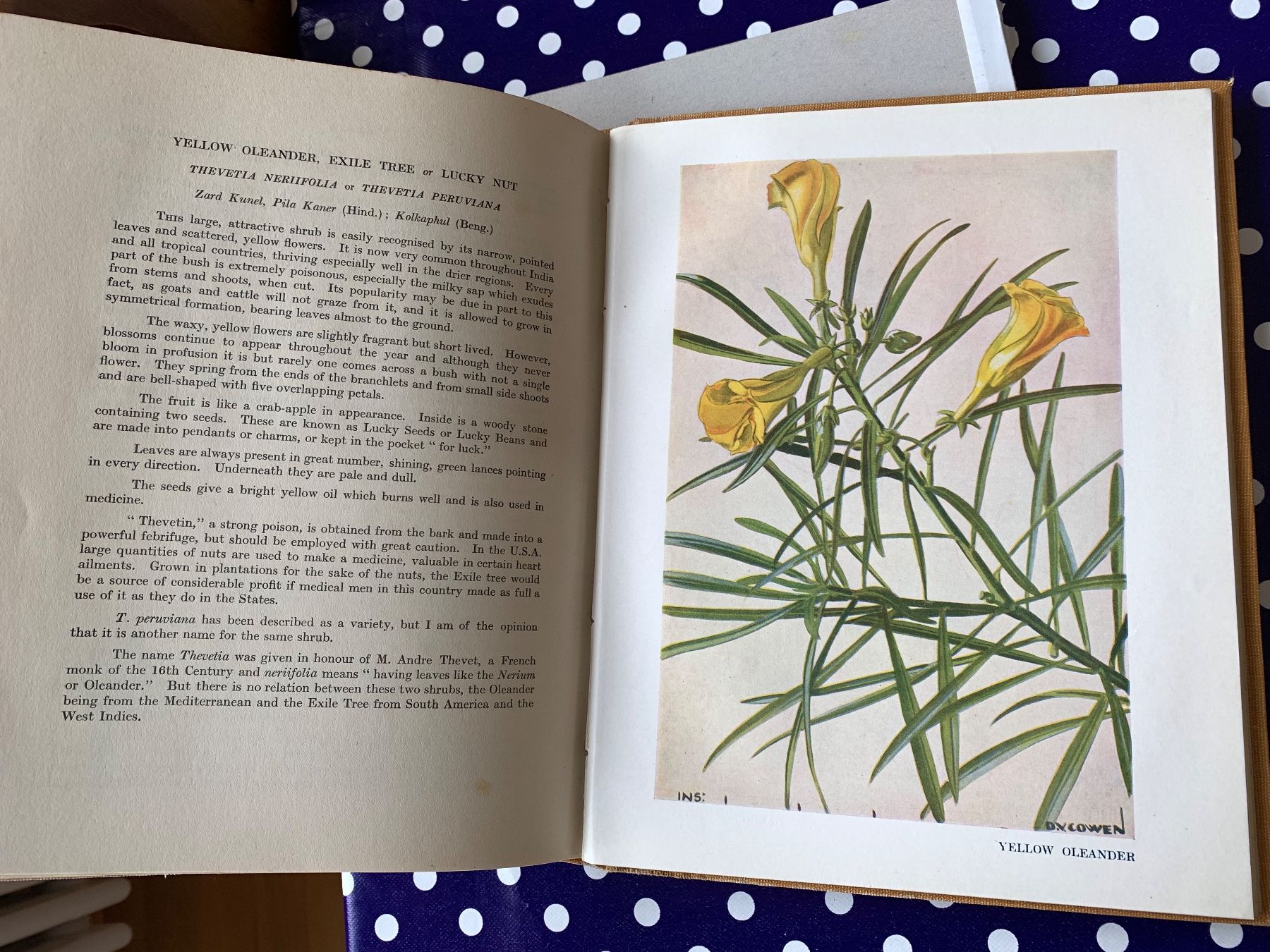 Libri: Flowering Trees ans Shrubs in India von 1950 – Usato da Basel venduto da Akinom50 3