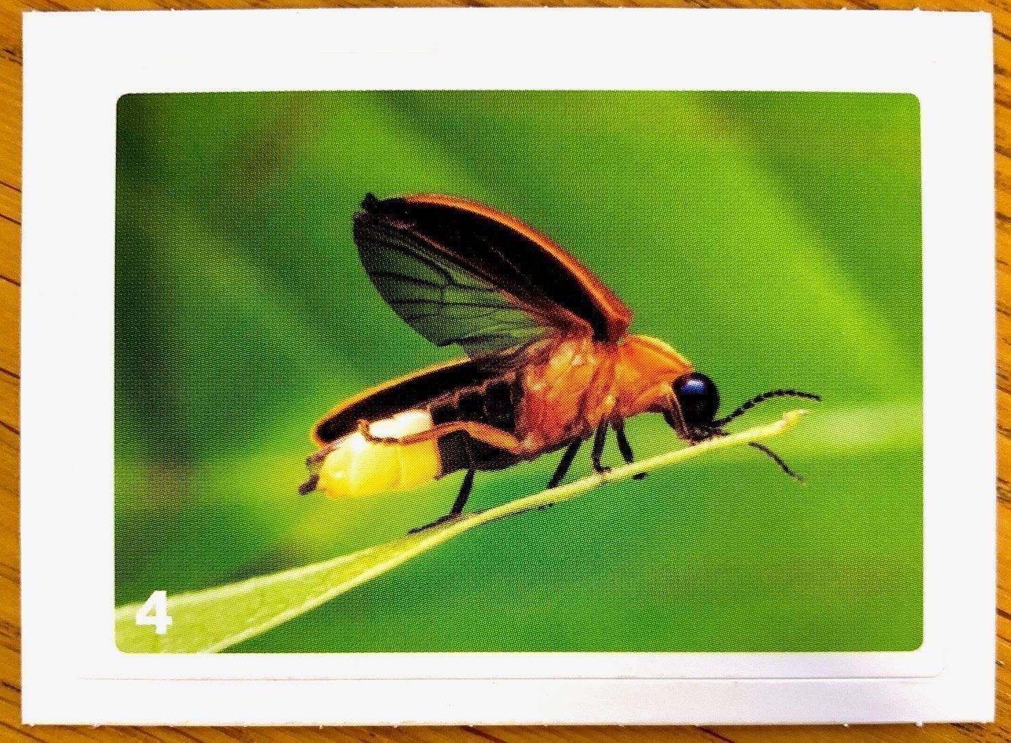 Migros Sammelbilder & Trading cards: Migros Nature Detectives - Bild Nr. 4 – Neu (gemäss Beschreibung) aus Oberrieden von Zimmerberg10