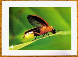 Migros Nature Detectives - Bild Nr. 4