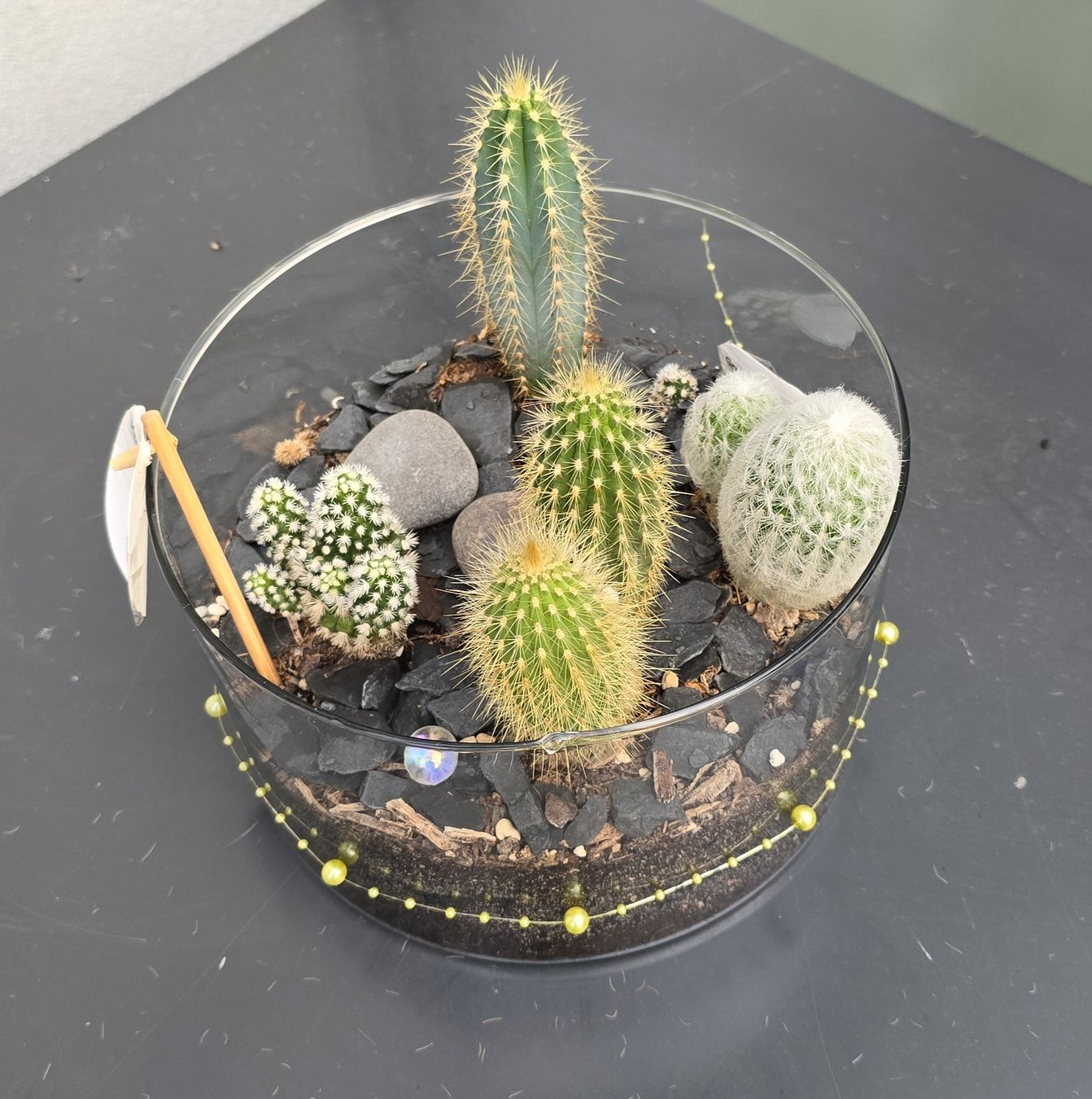 Glas-Kakteen-Garten - perfekt als Geschenk! kaktus Pflanze (Neu (gemss  Beschreibung)) in Aarburg fr CHF 45.4  nur Abholung auf Ricardo kaufen