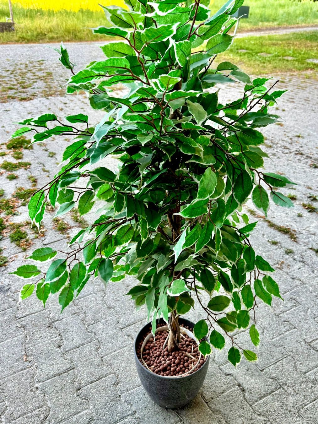 Pflanzen & Samen: Ficus Benjamina variegata im Topf ca. 150 cm – Gebraucht aus Hunzenschwil von foe_z7s9 2