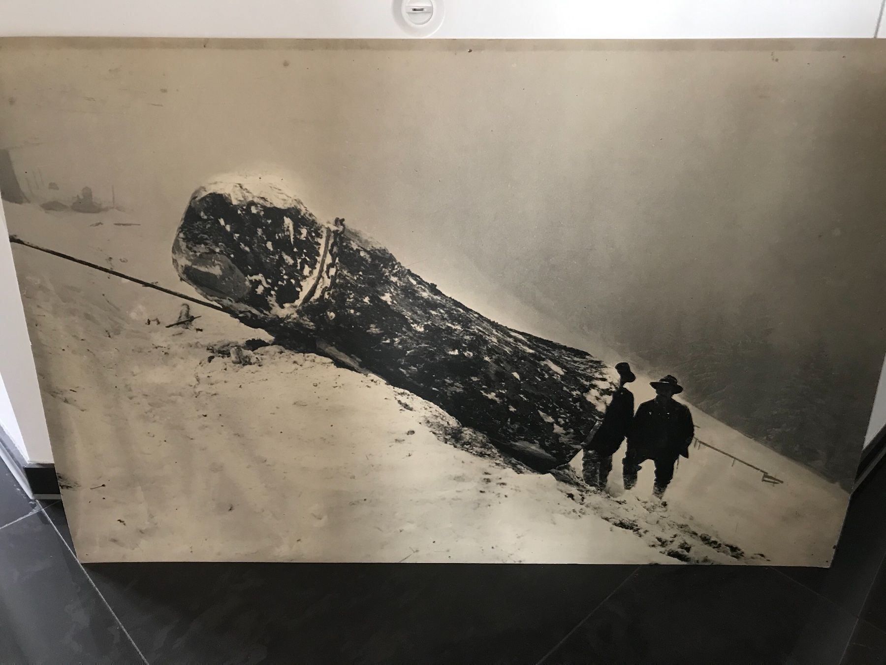 Traktoren: Hürlimann Bild kein Rapid Aebi Bührer – Gebraucht aus Balterswil von Jeko1967 2