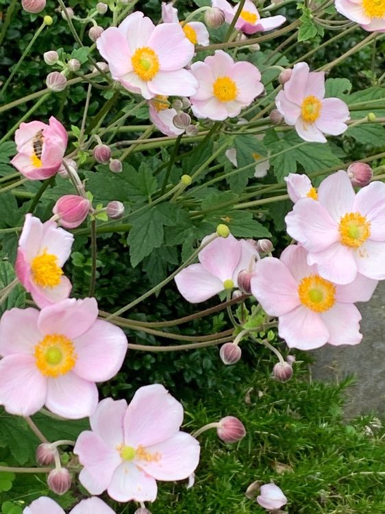 3 kräftige Herbstanemonen rosa Gartenpflanze winterhart Kaufen auf