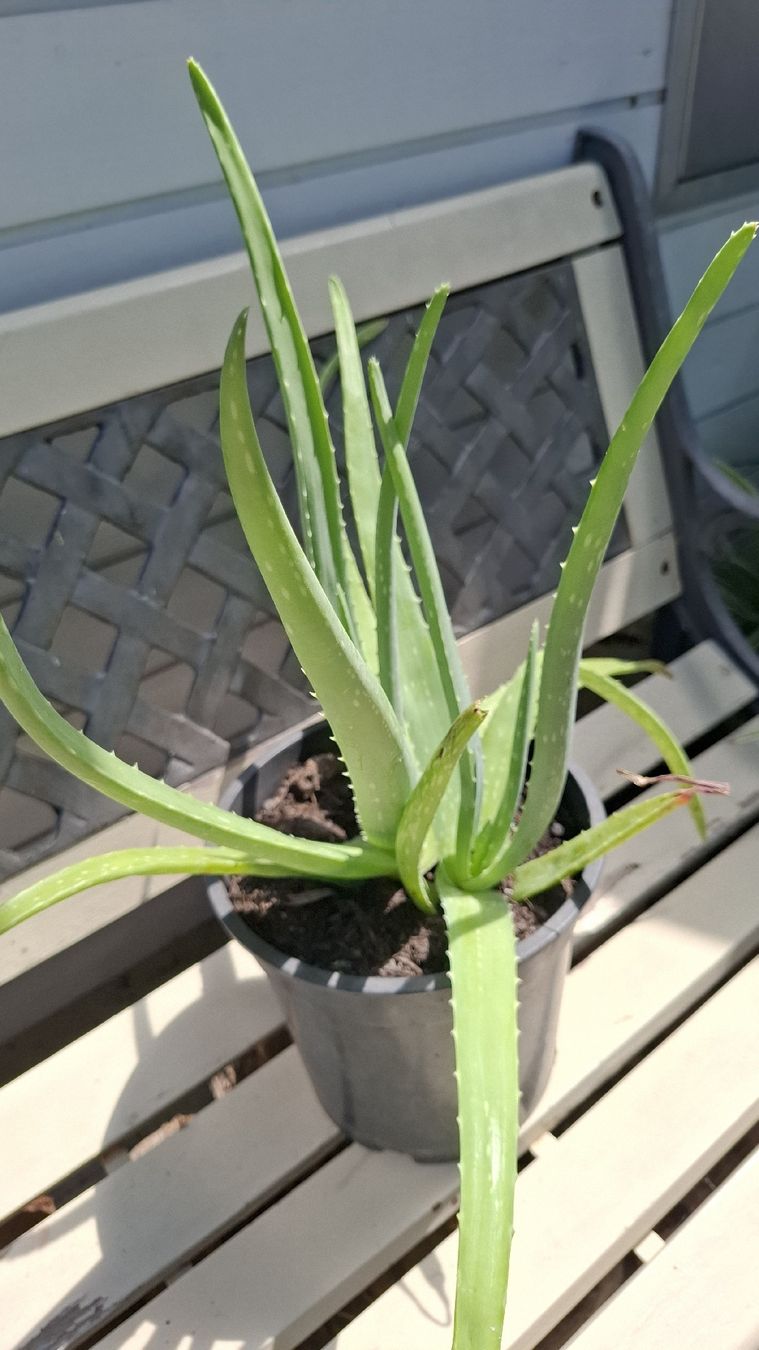 Pflanzen & Samen: Aloe Vera Pflanze ca. 50cm – Gebraucht aus Emmen von Tigerlady 1