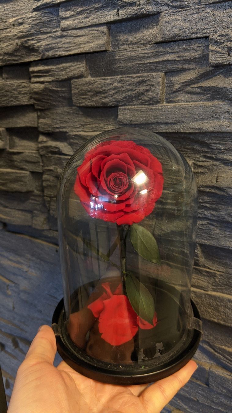 Tutte le decorazioni: Konservierte Rose in Glaskuppel – Nuovo (secondo la descrizione) da Rüti ZH venduto da kunstreich_8630