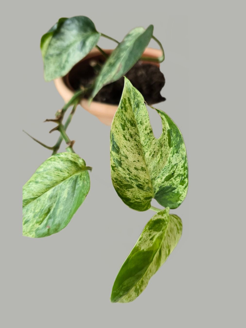 Piante & sementi: Epipremnum 'Marble' Variegata Inkl. Übertopf – Usato da Aarburg venduto da Glitzerzauber 1