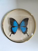 Blauer Kaiser Schmetterling Papilio ulysses (Taxidermie)