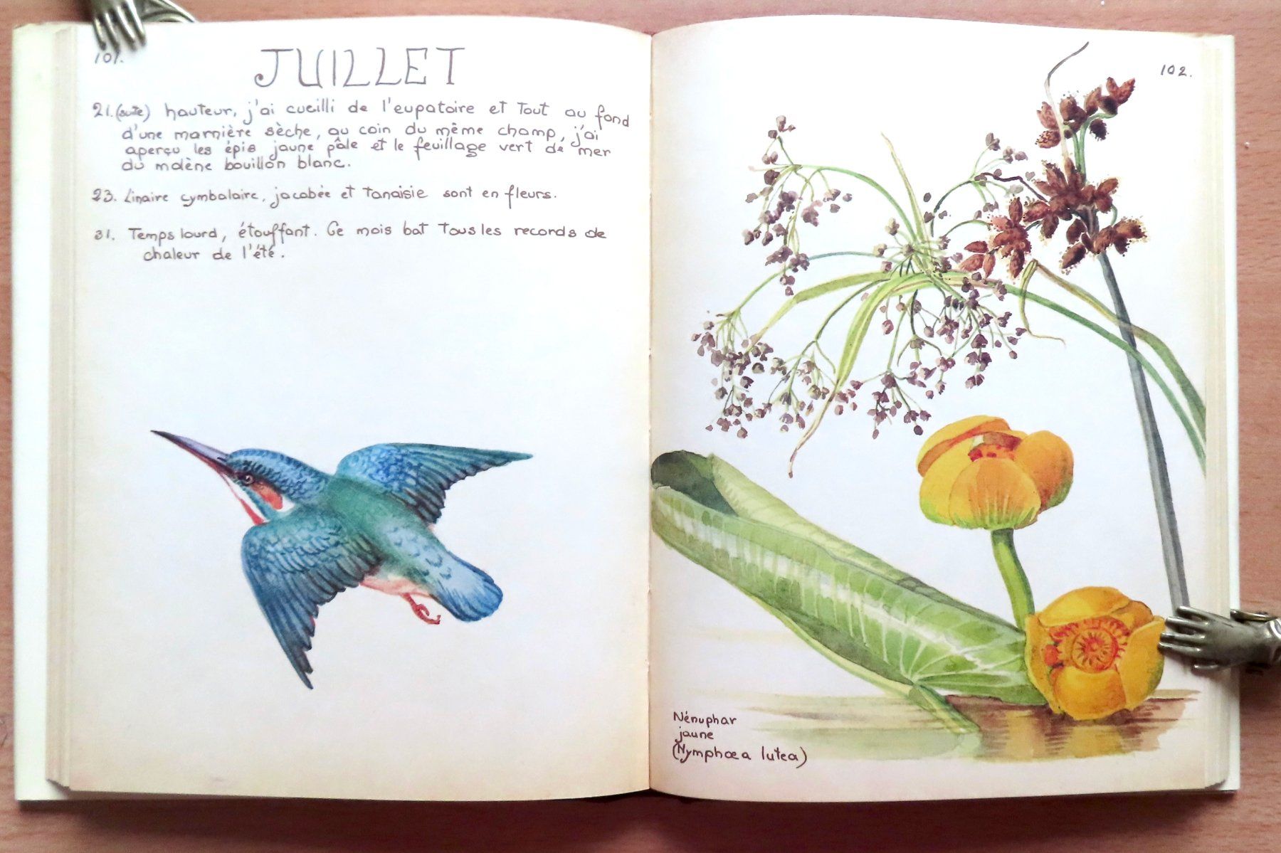 Libri: Journal champêtre d'Edith Holden – Usato da Le Locle venduto da LibrairieLaBergerie 1