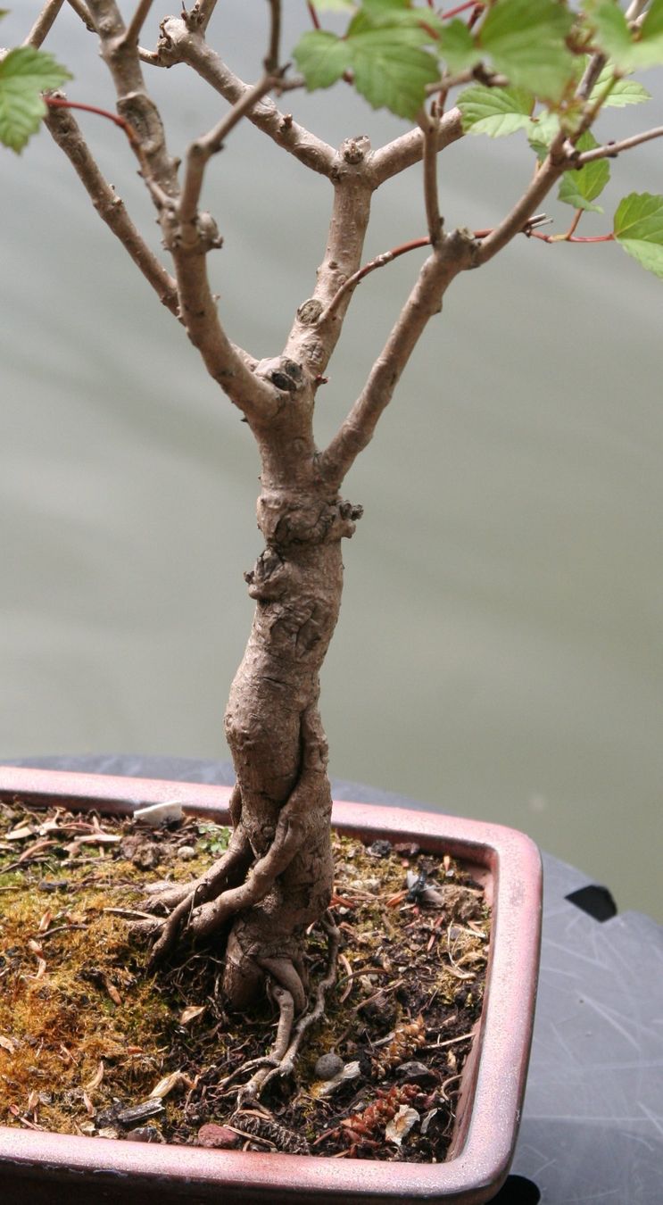 Piante & sementi: BONSAI  -  Gemeiner Schneeball – Usato da Gretzenbach venduto da Sikim 2