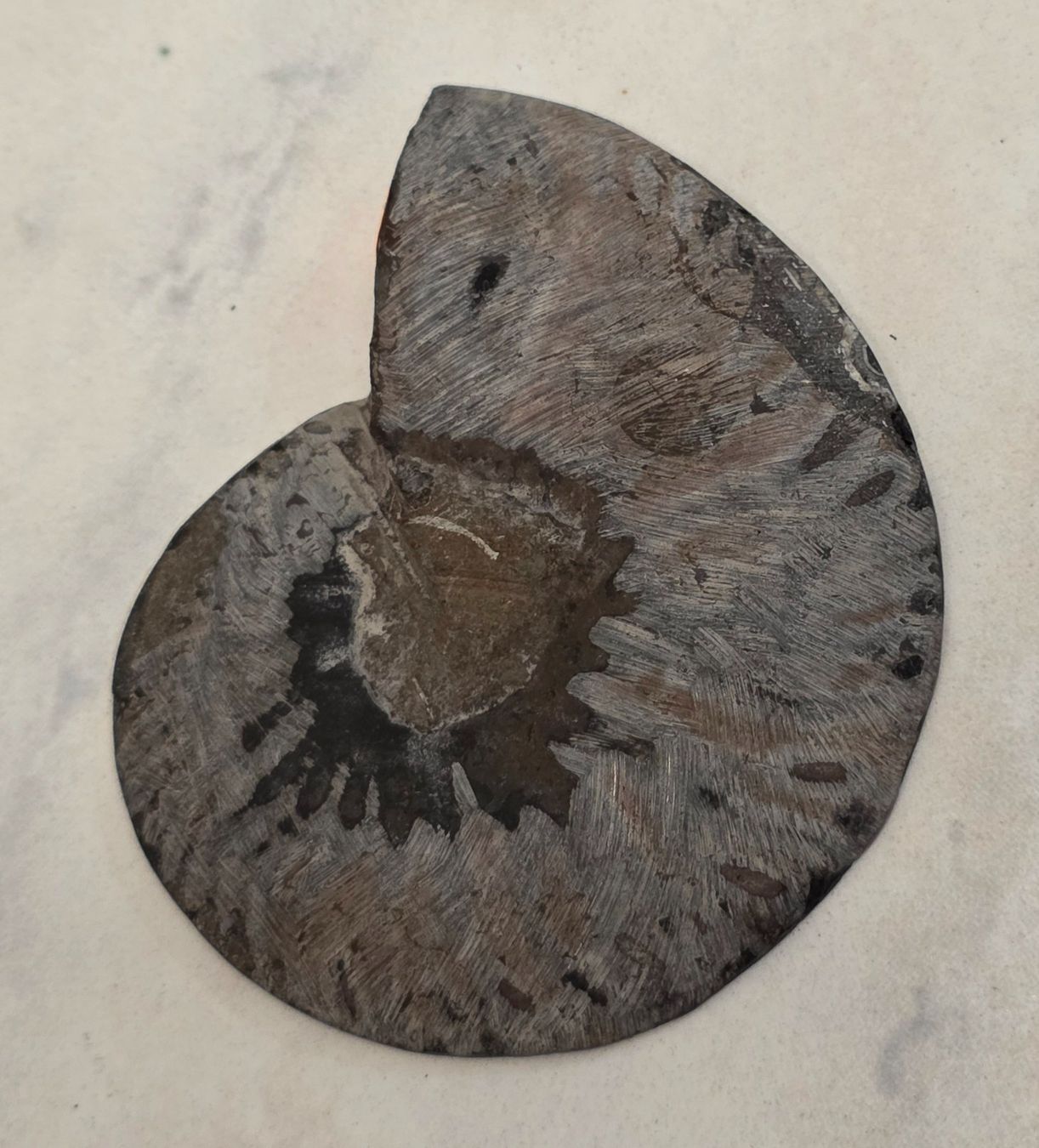 Fossili: Schwarzer Ammonit F 64g – Nuovo e nell'imballaggio originale da Matzingen venduto da Shay_Crystalz 1