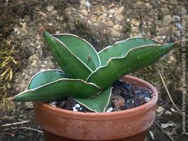 Sansevieria Ehrenbergii Samurai Dwarf - absolut robust