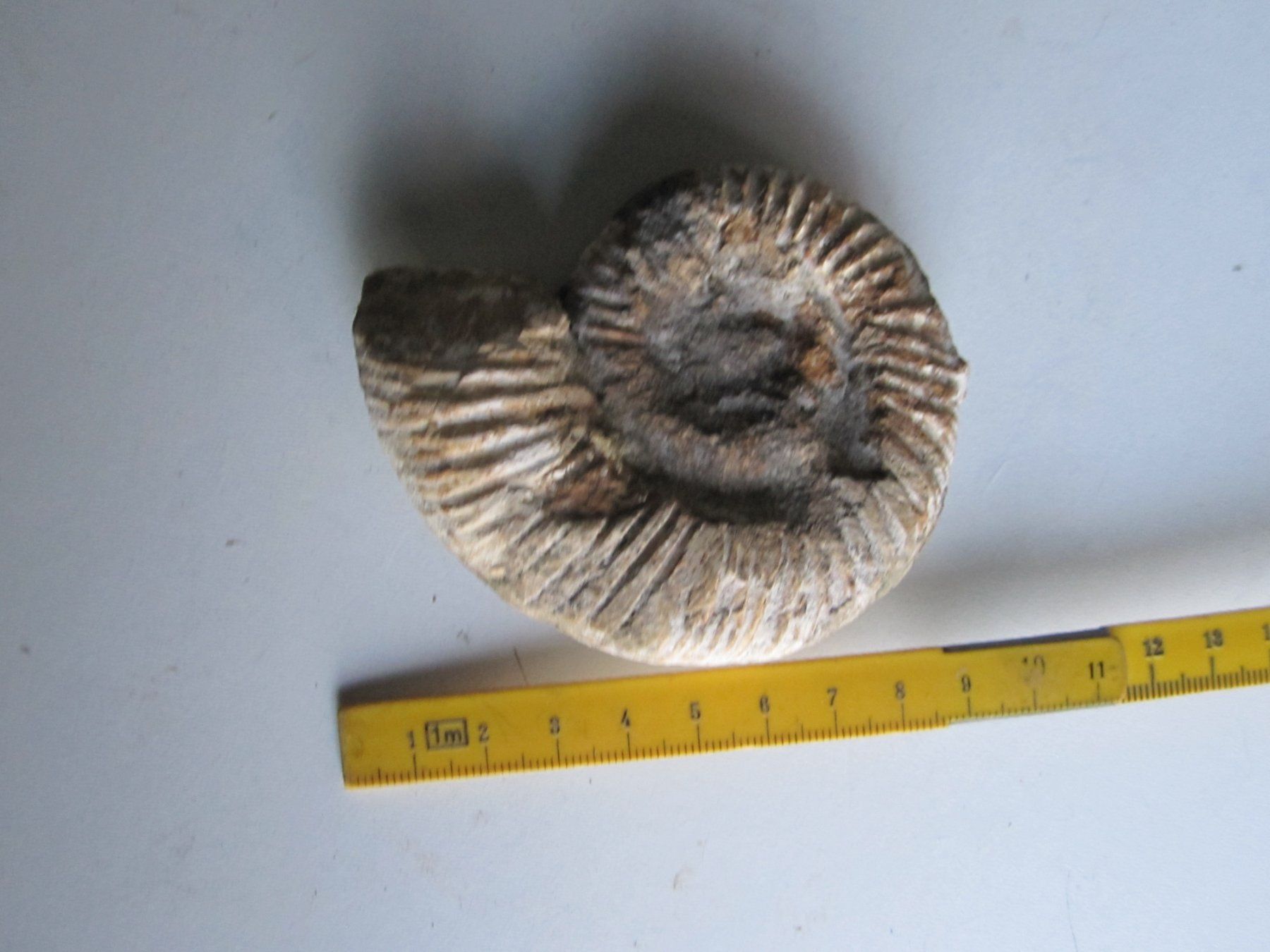 Fossili: Ammonite 3 – Nuovo (secondo la descrizione) da Weier im Emmental venduto da waefler03 1