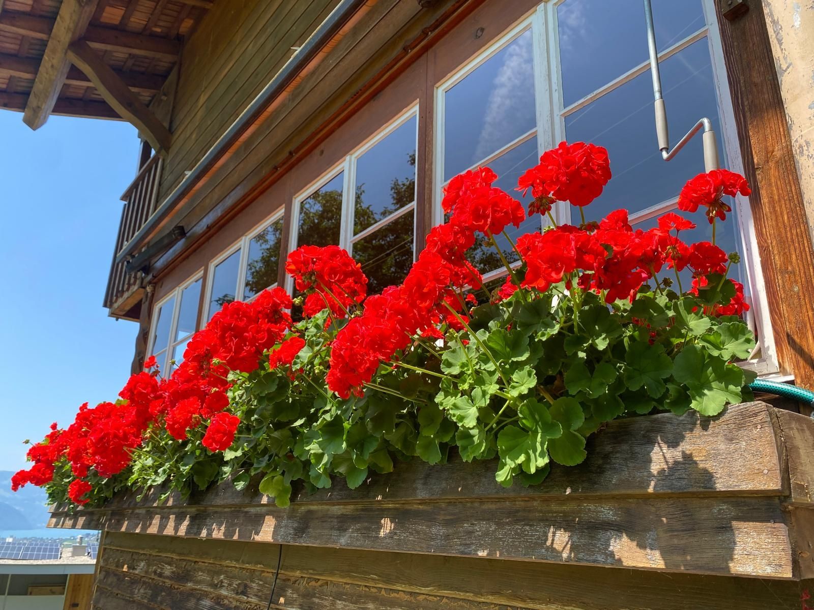 Pflanzen & Samen: Geranien – Gebraucht aus Rickenbach SZ von Schnagglilivia