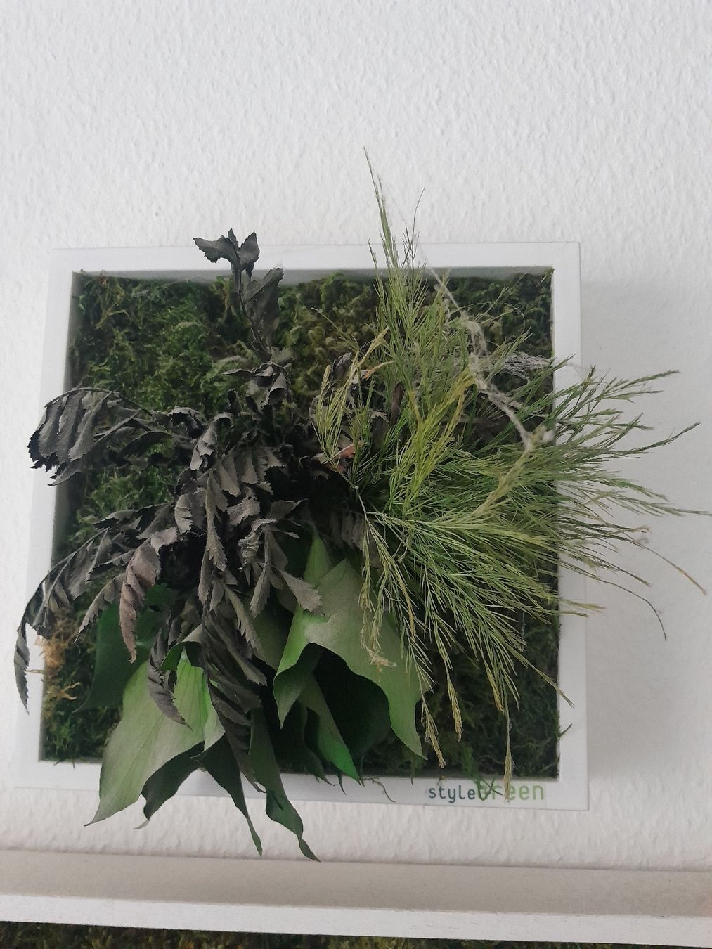 Posters & Illustrations: Echtmoosbild im Rahmen von StyleGreen – D'occasion à Olten par so.bi