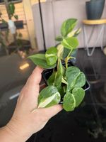 Philodendron cream splash 